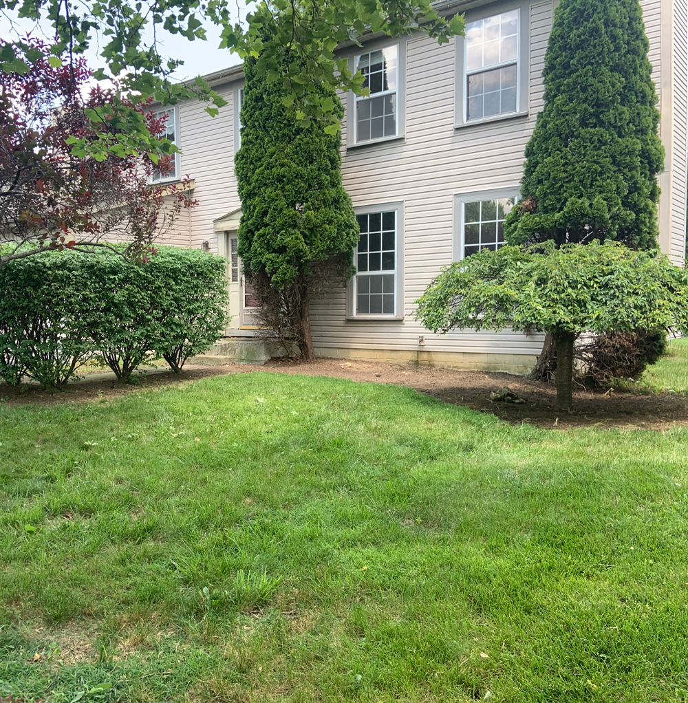 Tree Care by OLS in Columbus